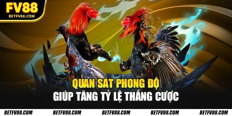 Hướng Dẫn Cá Cược Đá Gà Online Cho Người Mới Bắt Đầu FV88 3 Quan sát phong độ giúp tăng tỷ lệ thắng cược
