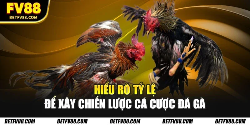 Hiểu rõ tỷ lệ để xây chiến lược cá cược đá gà